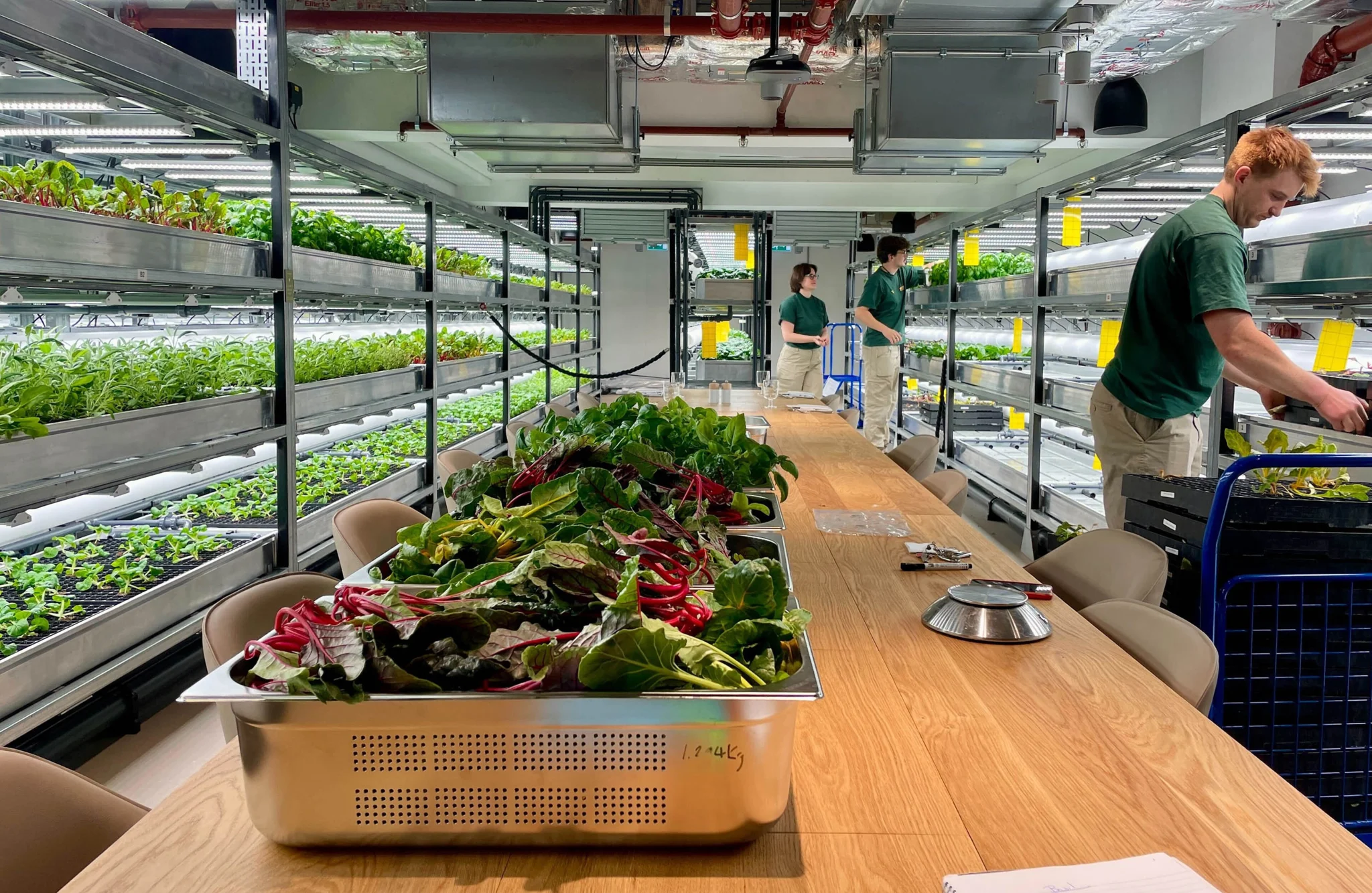 Indoor farm and fresh produce display at GSK's London headquarters